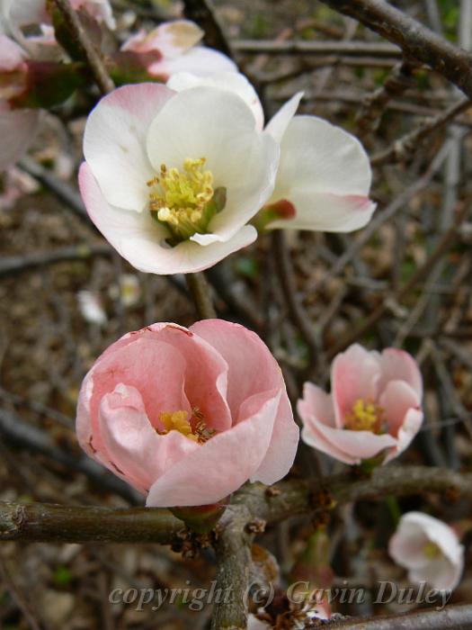 Chaenomeles speciosa Japanese Quince (China, cultivated in Japan), Adelaide Botanic Gardens P1080782.JPG